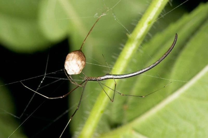 Ariamnes_colubrinus_D2747_Z_82_-_Australie.jpg