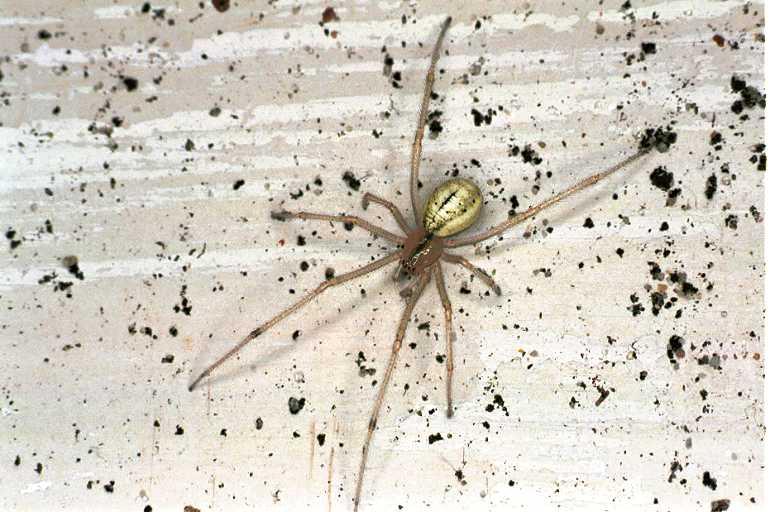 Enoplognatha_ovata_F0099_Z_85_Badhoevedorp_Nederland.jpg