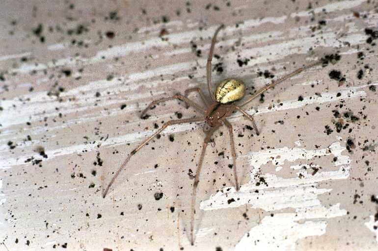 Enoplognatha_ovata_F0100_Z_85_Badhoevedorp_Nederland.jpg