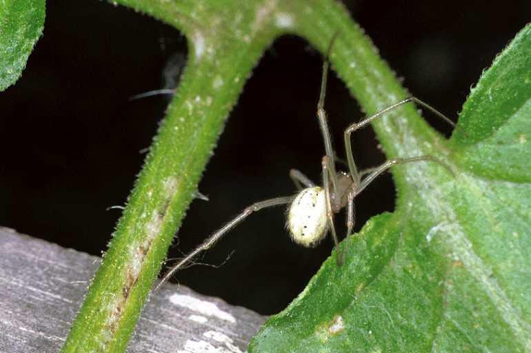 Enoplognatha_ovata_F0101_Z_78_Badhoevedorp_Nederland.jpg