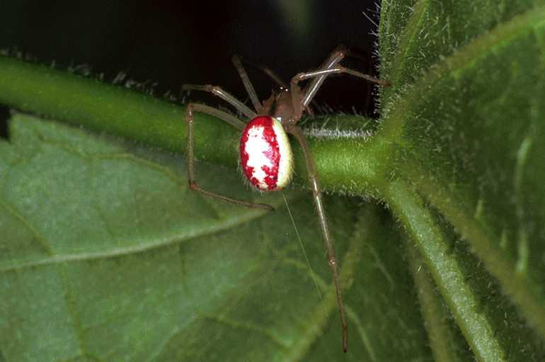 Enoplognatha_ovata_F0266_Z_75_Bennebroek_Nederland.jpg