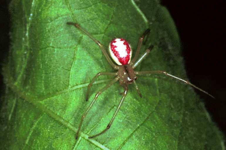 Enoplognatha_ovata_F0267_Z_90_Bennebroek_Nederland.jpg