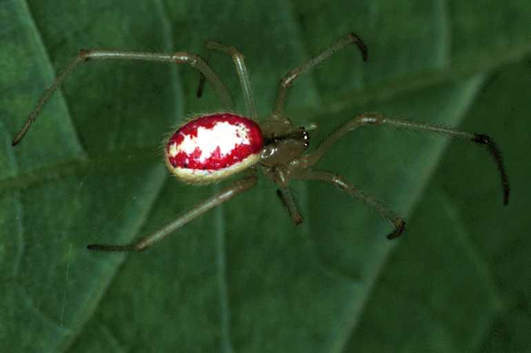 Enoplognatha_ovata_F0271_Z_82_Bennebroek_Nederland.jpg