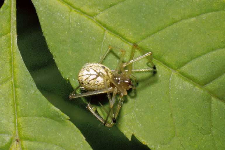 Enoplognatha_ovata_P0029_Z_90_-_Frankrijk.jpg