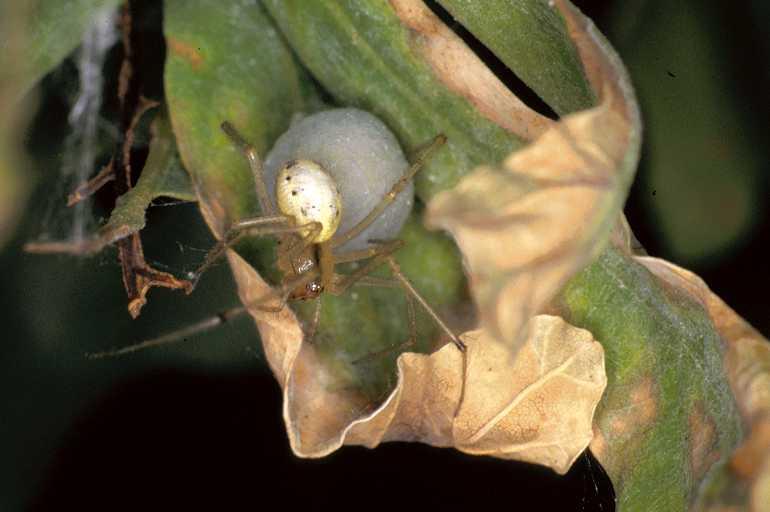 Enoplognatha_ovata_P0131_Z_85_Veenendaal_Nederland.jpg