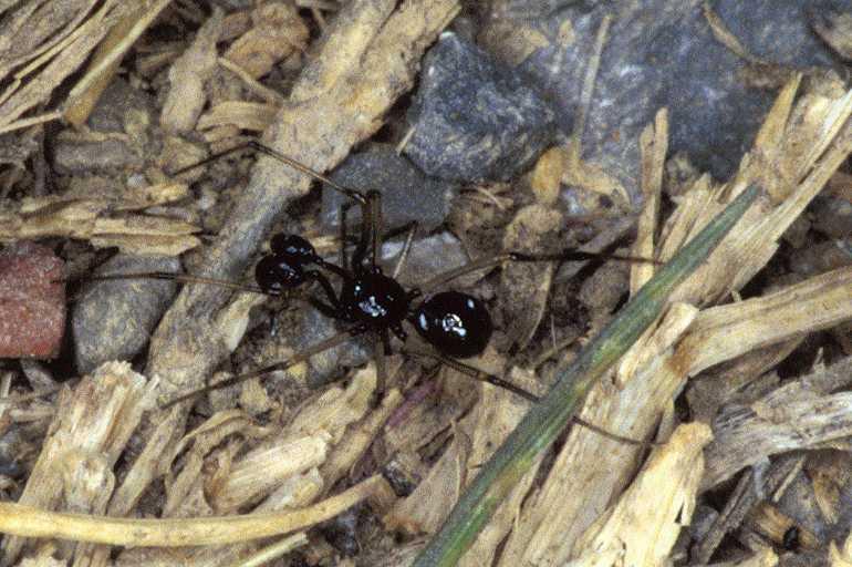 Euryopis_quinqueguttata_P0614_Z_90_-_Frankrijk.jpg