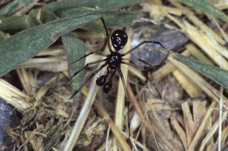 Euryopis_quinqueguttata_P0617_Z_90_-_Frankrijk.jpg