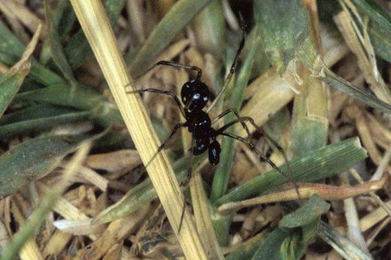 Euryopis_quinqueguttata_P0618_Z_84_-_Frankrijk.jpg