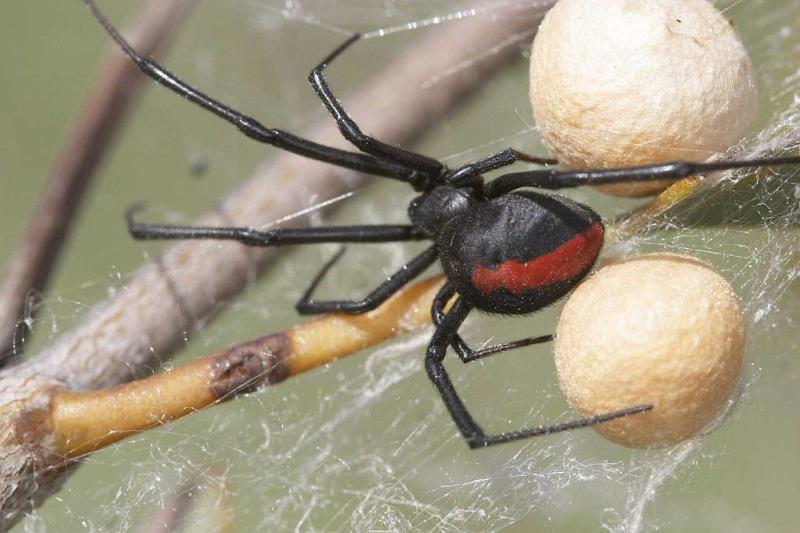 Latrodectus_hasselti_D2751_Z_82_-_Australie.jpg