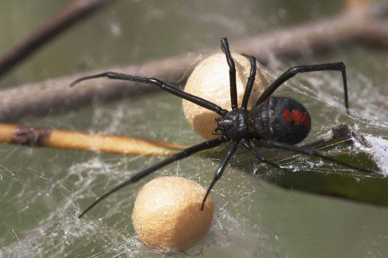 Latrodectus_hasselti_D2754_Z_86_-_Australie.jpg