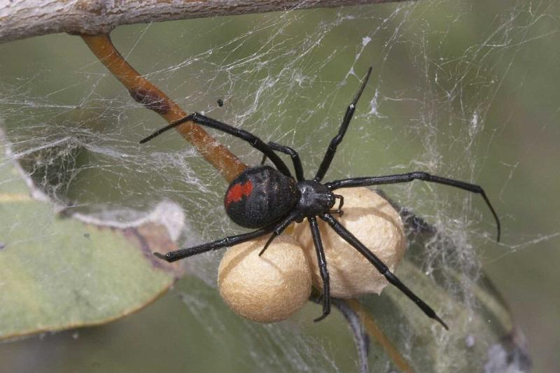 Latrodectus_hasselti_D2758_Z_89_-_Australie.jpg