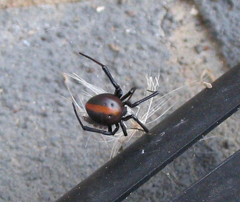 Latrodectus_hasselti_D3133_Z_88_Sydney_Australie.jpg