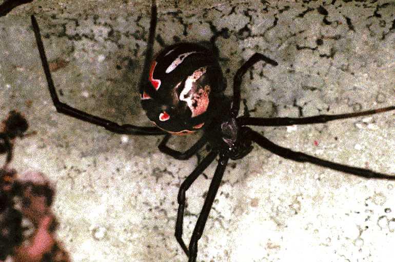 Latrodectus_hasselti_F0383_Z_75_Brisbane_Australie.jpg