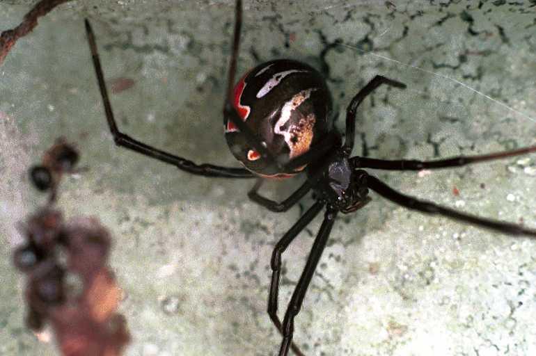 Latrodectus_hasselti_F0384_Z_82_Brisbane_Australie.jpg