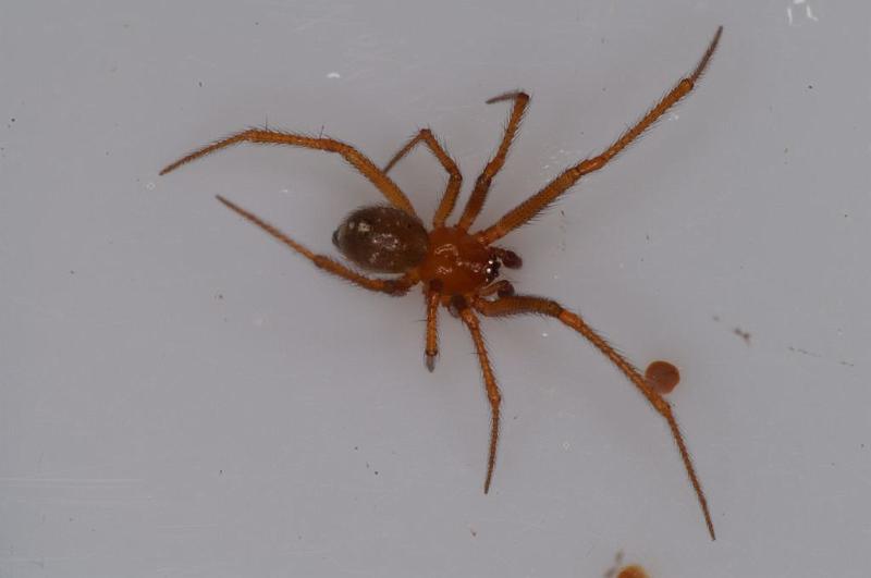 Nesticodes_rufipes_D8079_Z_89_Brisbane_Australie.jpg