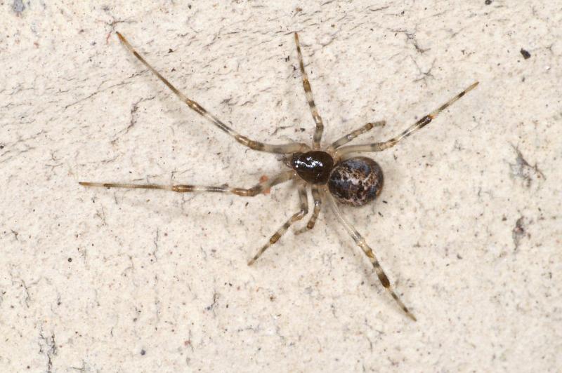 Parasteatoda_tepidariorum_D2913_Z_83_Badhoevedorp_Nederland.jpg