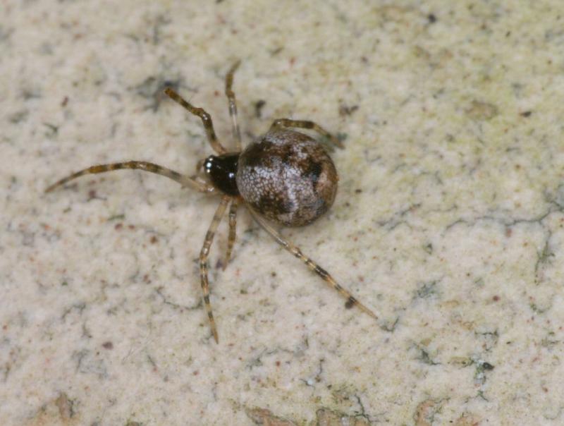 Parasteatoda_tepidariorum_D2915_Z_78_Badhoevedorp_Nederland.jpg