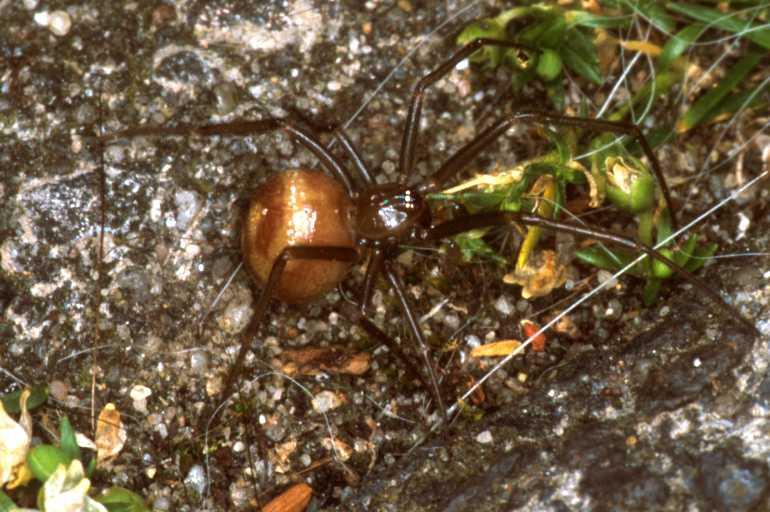 Steatoda_ZZ171_P1443_Z_78_Badhoevedorp_Nederland.jpg