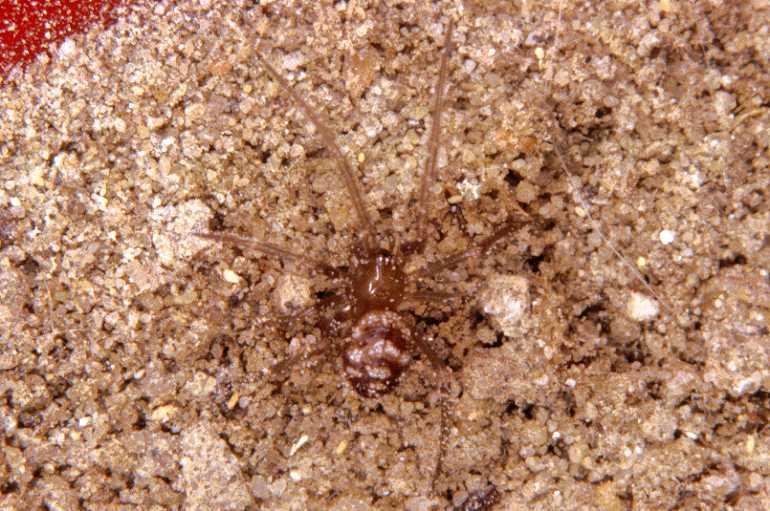 Steatoda_ZZ172_P1203_Z_79_Badhoevedorp_Nederland.jpg