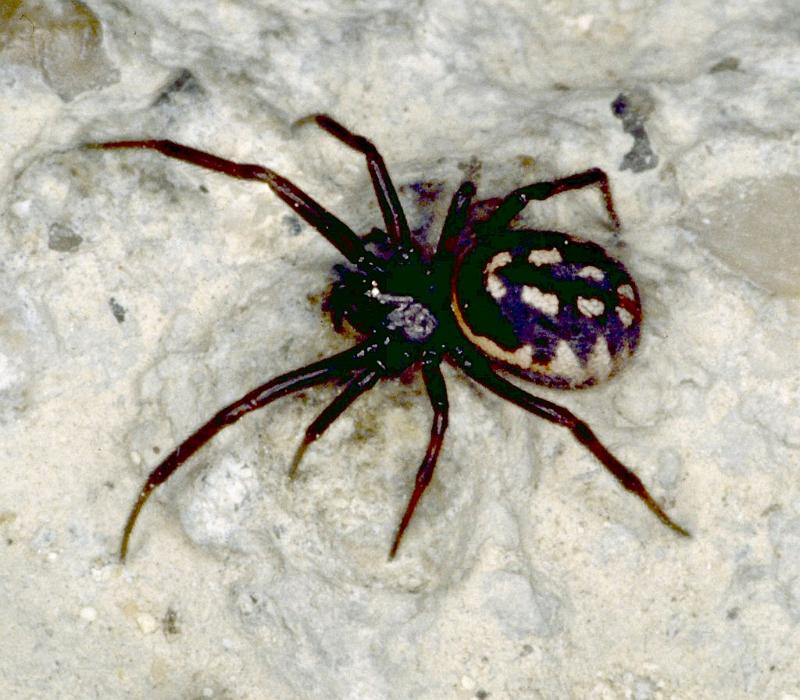 Steatoda_albomaculata_P0747_Z_82_Soube_Frankrijk.jpg