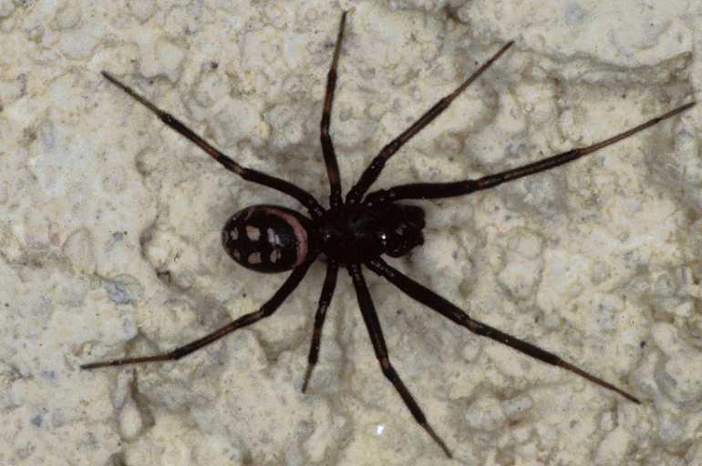 Steatoda_albomaculata_P0748_Z_87_Soube_Frankrijk.jpg