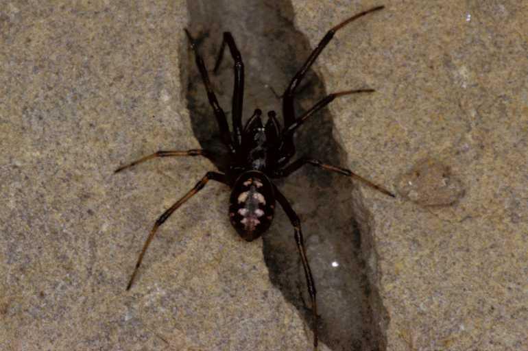 Steatoda_albomaculata_P0751_Z_85_Soube_Frankrijk.jpg