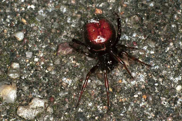 Steatoda_bipunctata_F0348_Z_90_Badhoevedorp_Nederland.jpg
