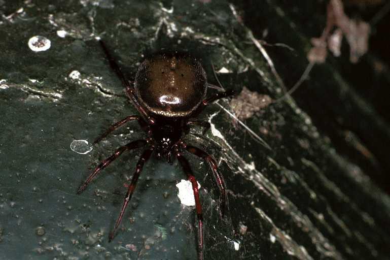 Steatoda_bipunctata_F0349_Z_90_Badhoevedorp_Nederland.jpg