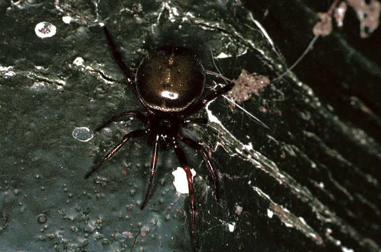 Steatoda_bipunctata_F0350_Z_85_Badhoevedorp_Nederland.jpg