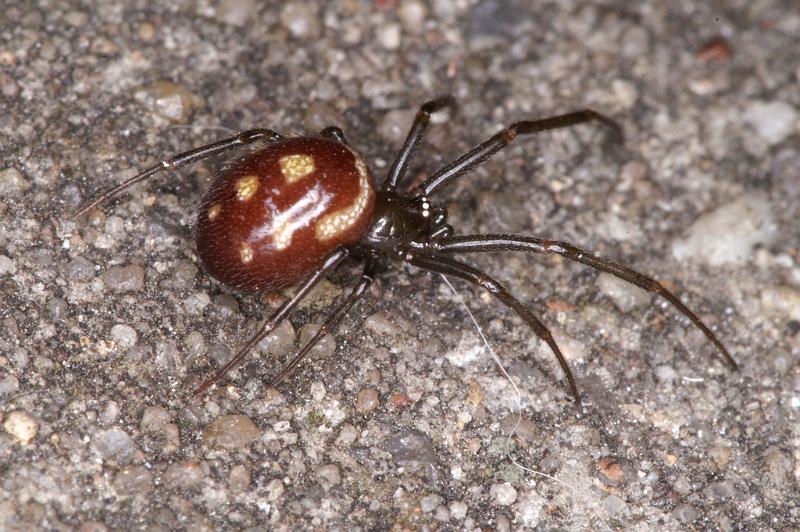 Steatoda_grossa_D4528_Z_90_Badhoevedorp_Nederland.jpg