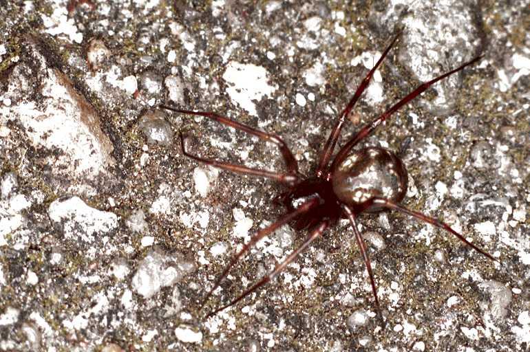 Steatoda_grossa_F0204_O_80_Badhoevedorp_Nederland.jpg