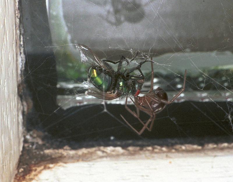 Steatoda_grossa_F2440_Z_82_Badhoevedorp_Nederland.jpg
