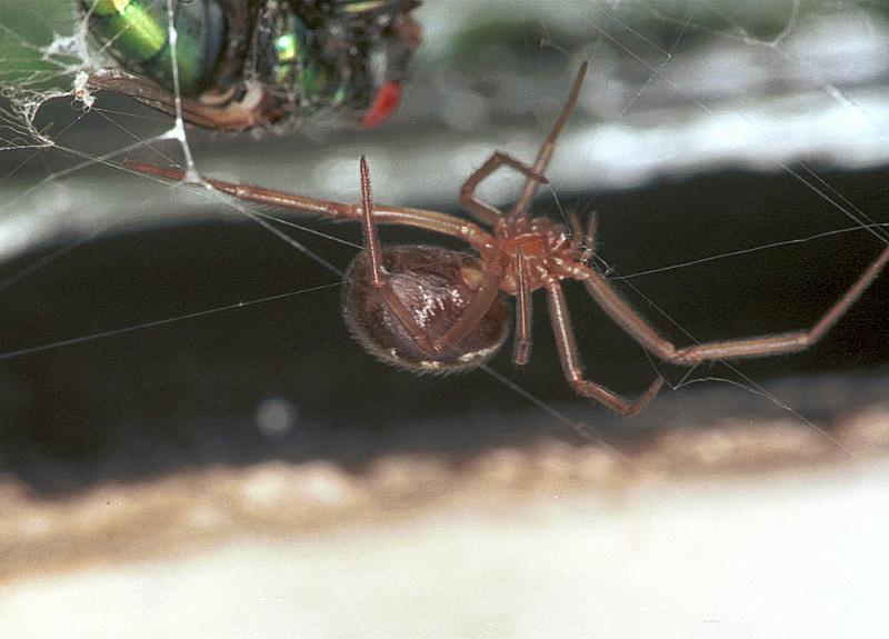 Steatoda_grossa_F2444_Z_82_Badhoevedorp_Nederland.jpg