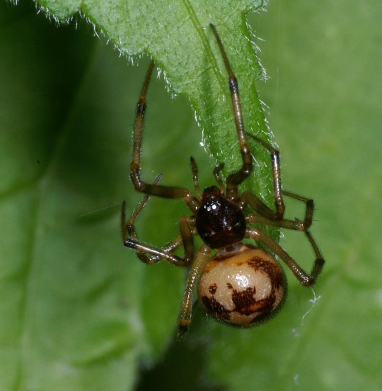 Steatoda_triangulosa_D2801_Z_81_Badhoevedorp_Nederland.jpg