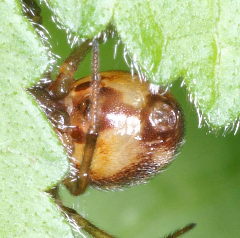 Steatoda_triangulosa_D2802_Z_89_Badhoevedorp_Nederland.jpg