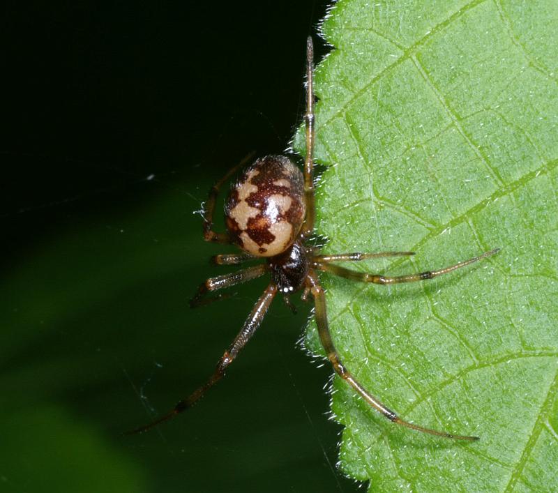 Steatoda_triangulosa_D2809_Z_84_Badhoevedorp_Nederland.jpg