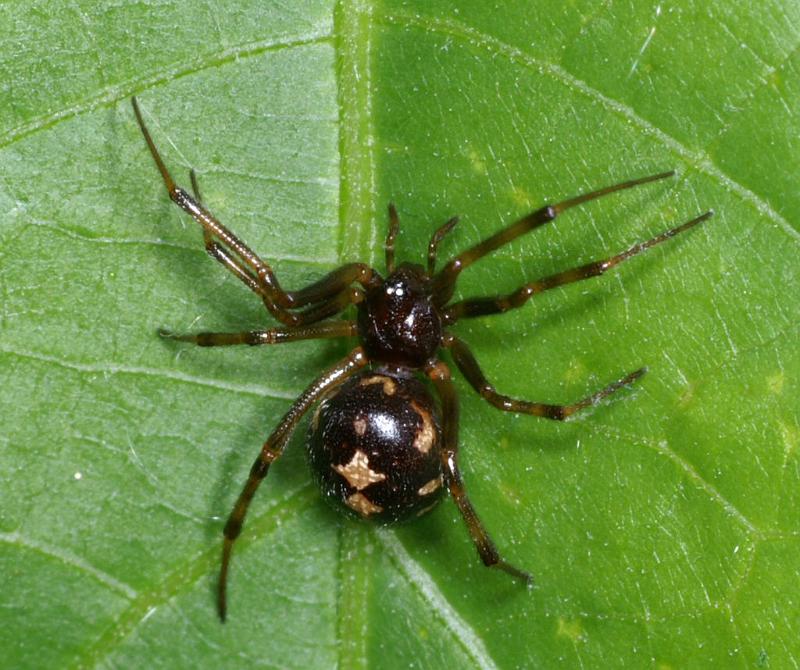 Steatoda_triangulosa_D2812_Z_86_Badhoevedorp_Nederland.jpg