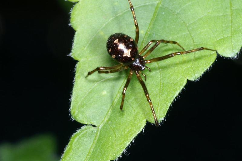 Steatoda_triangulosa_D2815_Z_81_Badhoevedorp_Nederland.jpg
