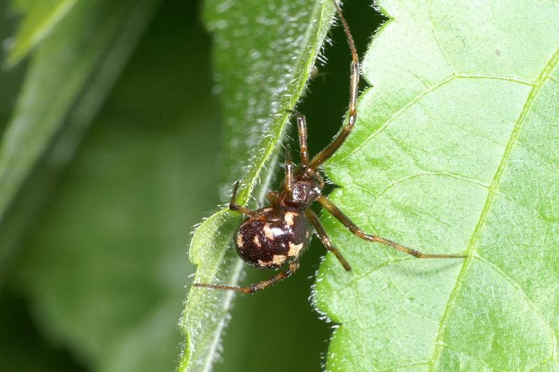 Steatoda_triangulosa_D2818_Z_84_Badhoevedorp_Nederland.jpg