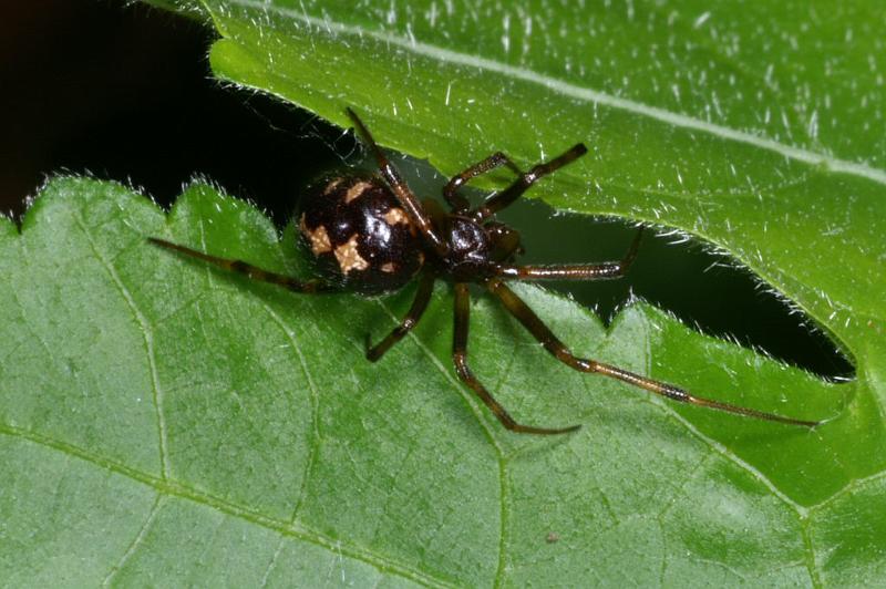 Steatoda_triangulosa_D2822_Z_85_Badhoevedorp_Nederland.jpg