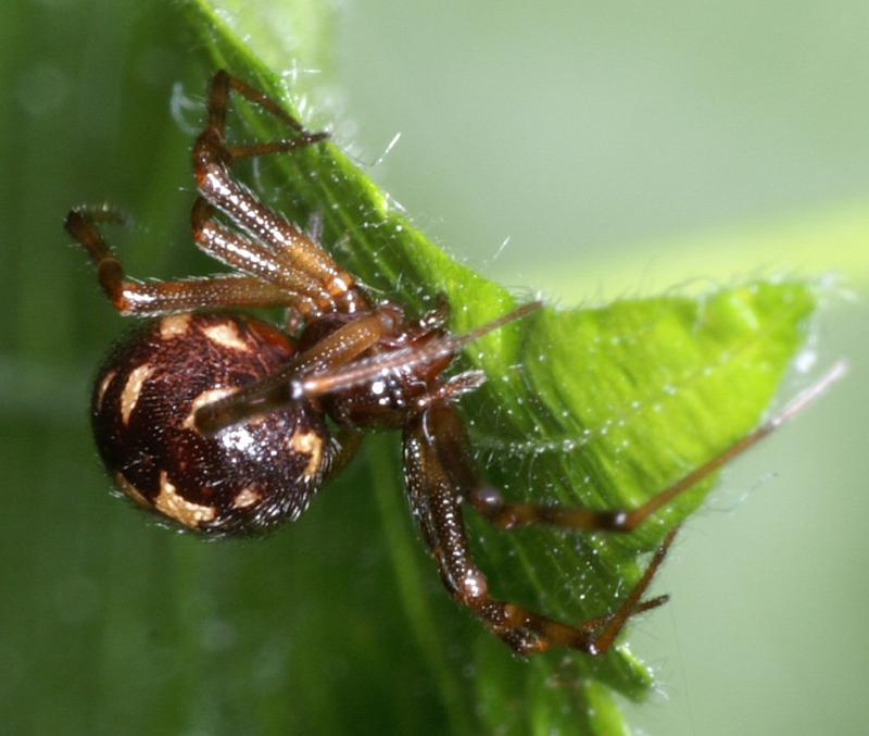 Steatoda_triangulosa_D2825_Z_82_Badhoevedorp_Nederland.jpg