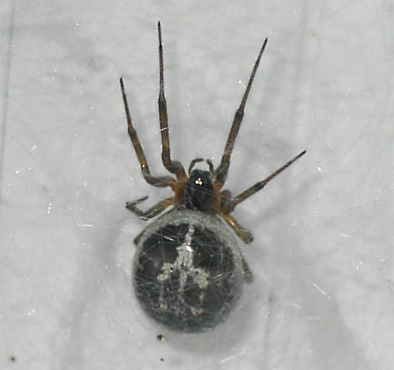 Steatoda_triangulosa_D3323_Z_85_-_Nederland.jpg