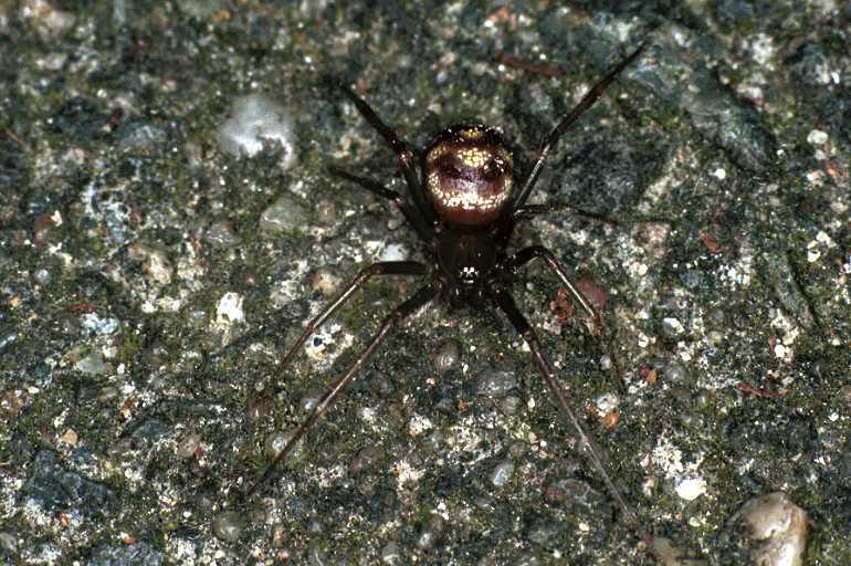 Steatoda_triangulosa_F0344_Z_85_Badhoevedorp_Nederland.jpg