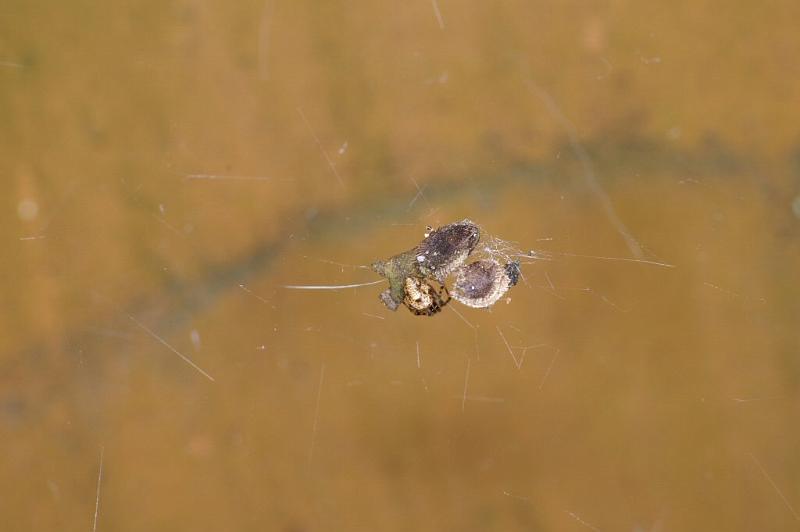 Theridion_ZZXYX_D2893_Z_85_Badhoevedorp_Nederland.jpg
