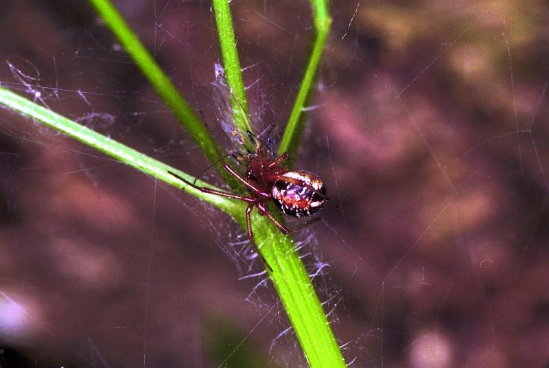 Theridion_sisyphium_F1430_Z_82_Deurne_Frankrijk.jpg