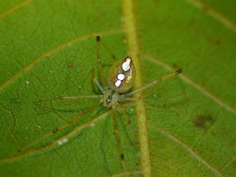 Thwaitesia_argentiopunctata_D6919_Z_88_Brisbane_Australie.jpg