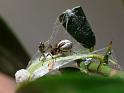 Anelosimus_ZZ478_D6381_O_89_Brisbane_Australie