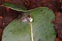 Anelosimus_theridioides_D5449_O_85_Yungaburra_Australie