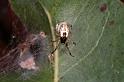Anelosimus_theridioides_D5450_Z_90_Yungaburra_Australie