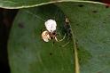 Anelosimus_theridioides_D5451_Z_90_Yungaburra_Australie